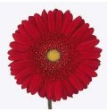 ΖΕΡΜΒΕΡΑ ΚΟΚΚΙΝΗ εισαγ. GERBERA GR CARAMBOLE 